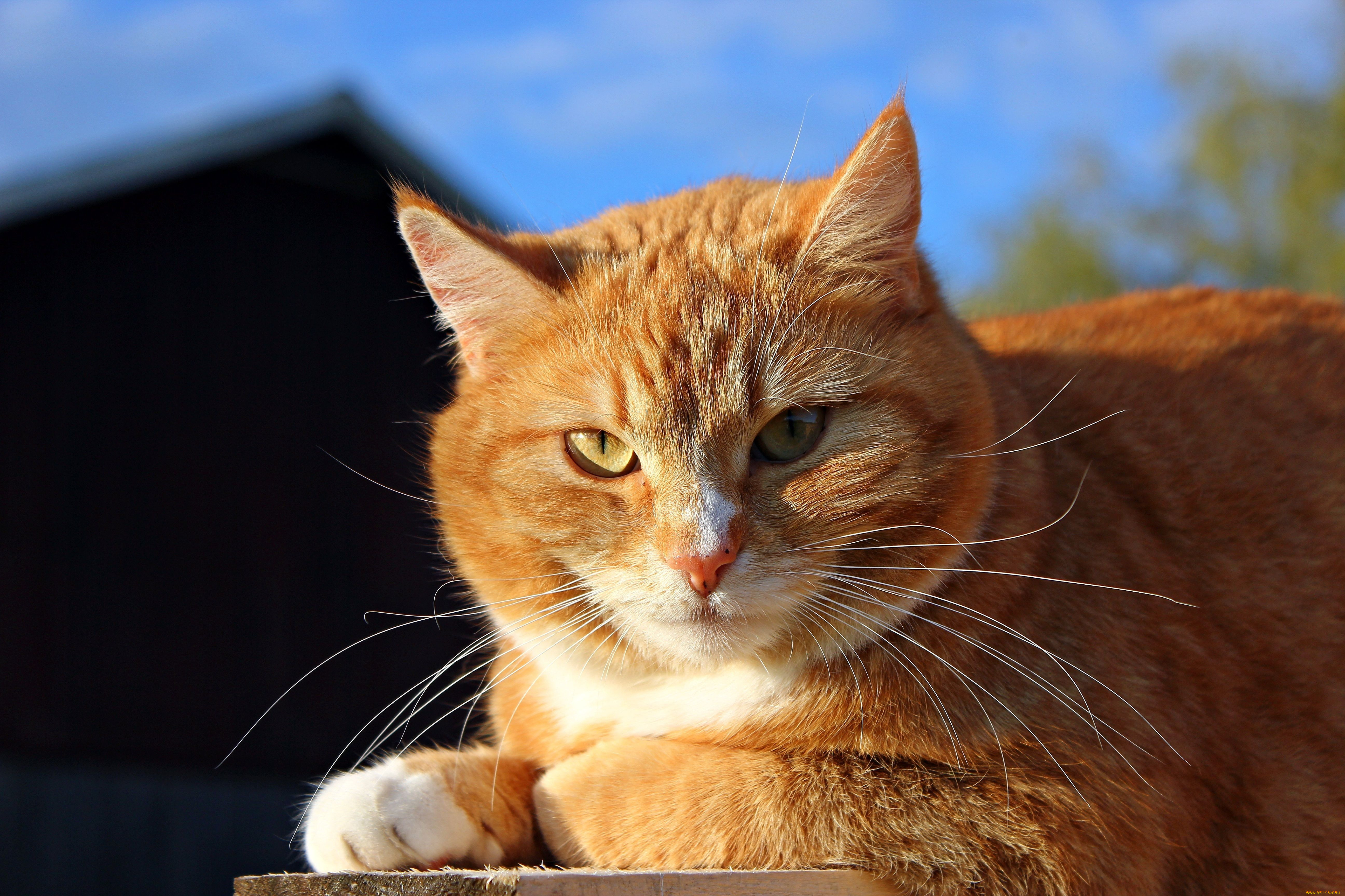 garfield, , , 